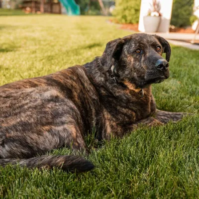 dog-laying-on-green-grass