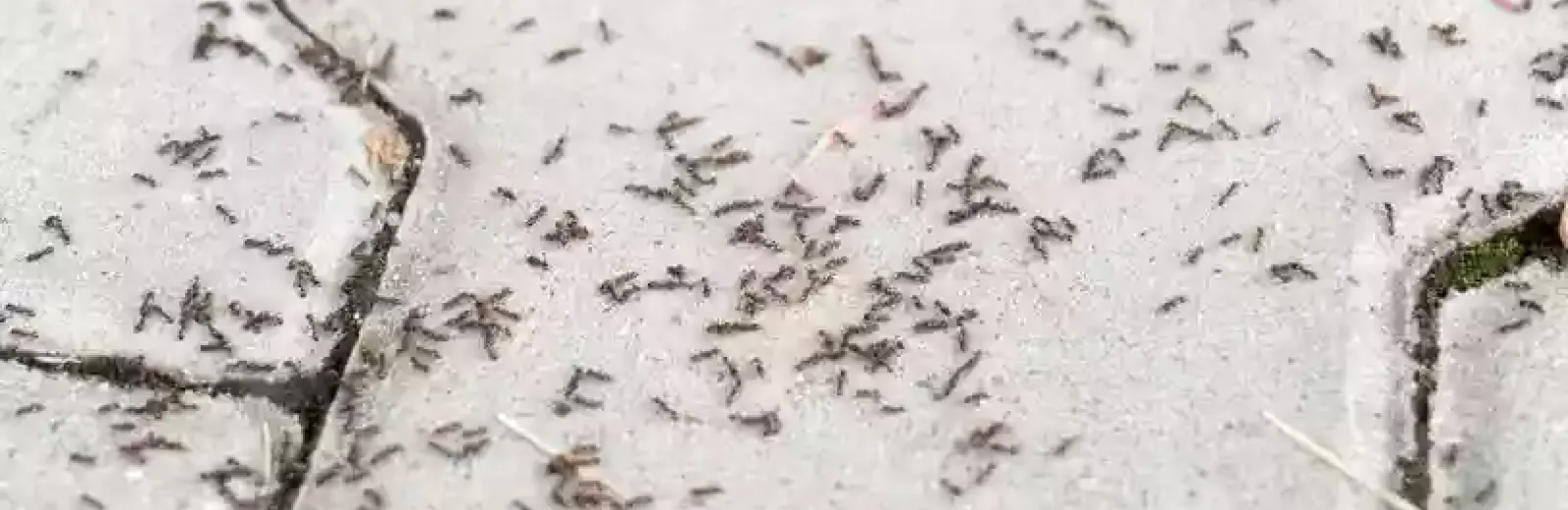 Pavement Ants