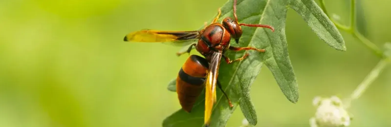 Red Wasps