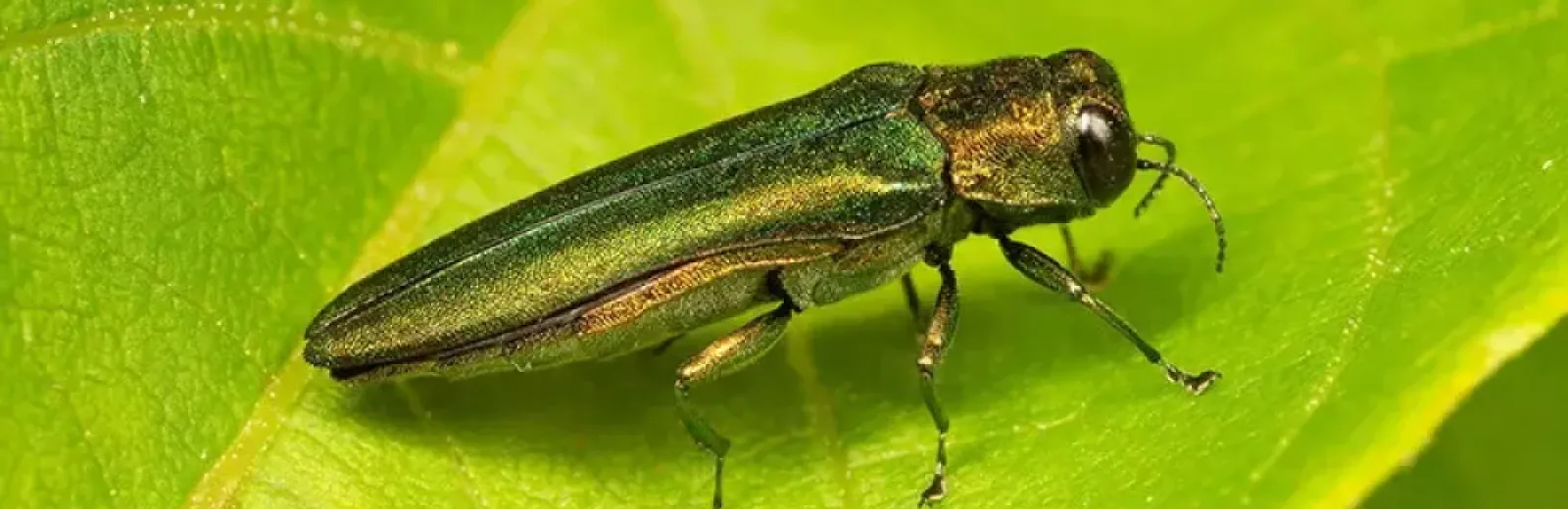 emerald ash borer beetle