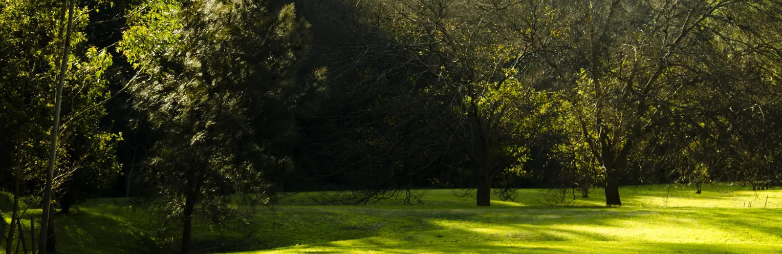 grass-field