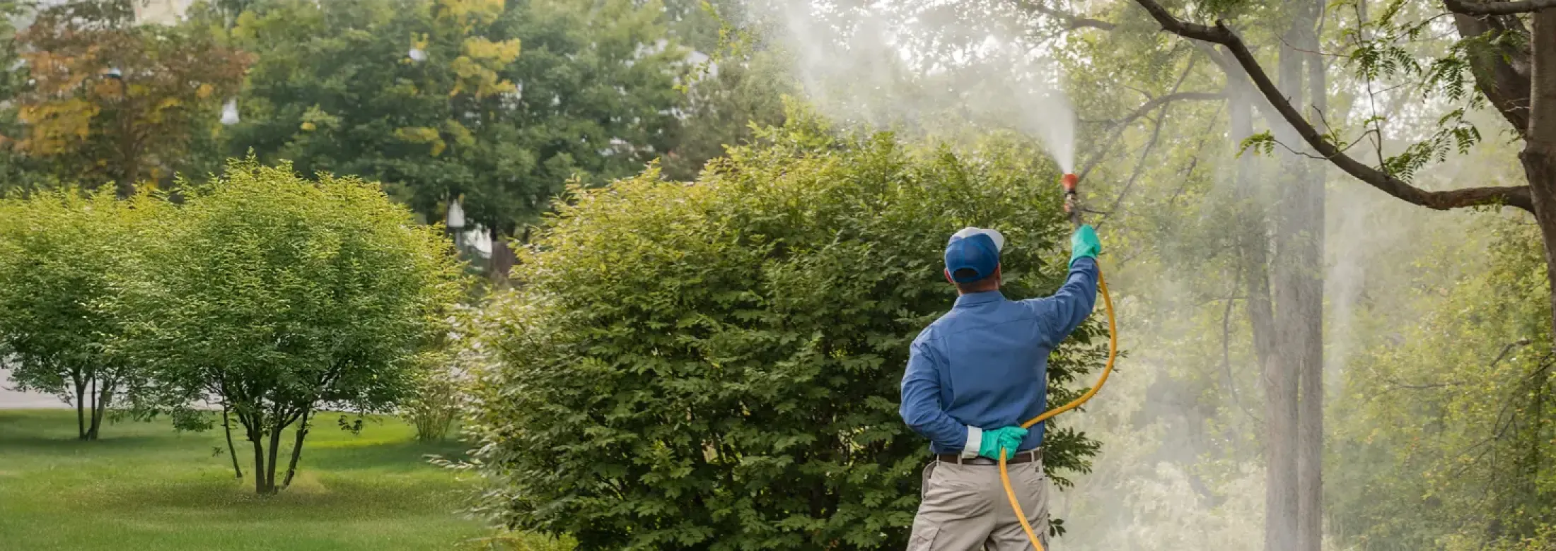 hero-spraying-trees