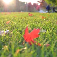 fall lawn