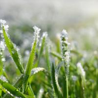 Winter Lawn Care