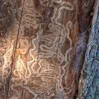 Ash Tree with Emerald Ash Borer Damage on the Bark