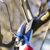 Tree pruning in Greeley, CO