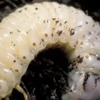 billbug grub in dirt