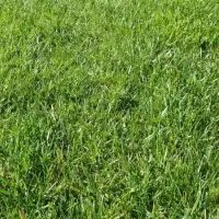 green healthy grass