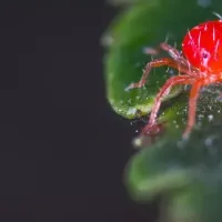 Spider mites