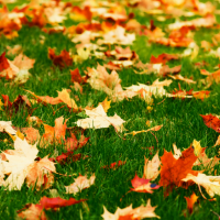 Leaves on grass in Loveland