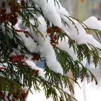 A tree covered in snow during the winter