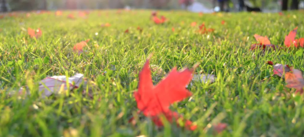 fall lawn