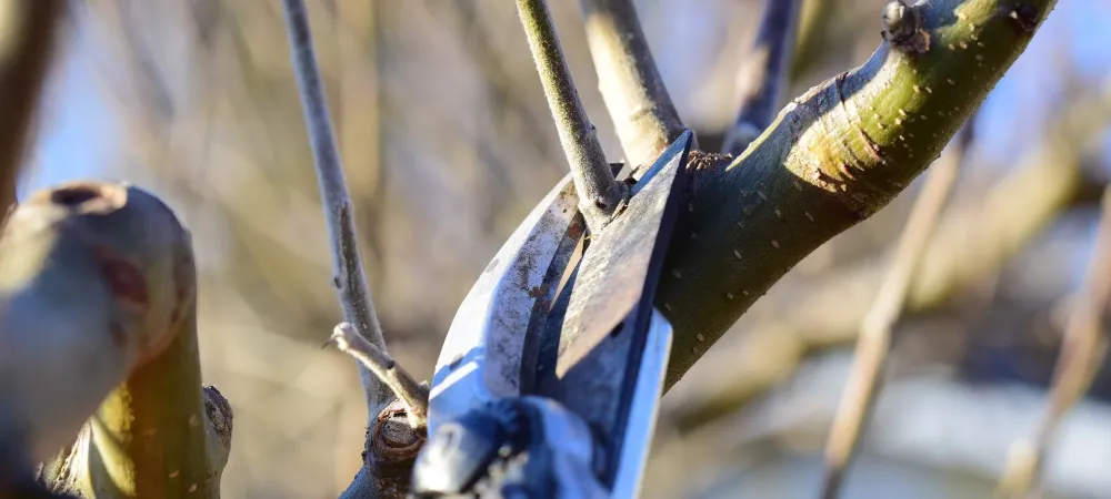 Tree pruning in Greeley, CO