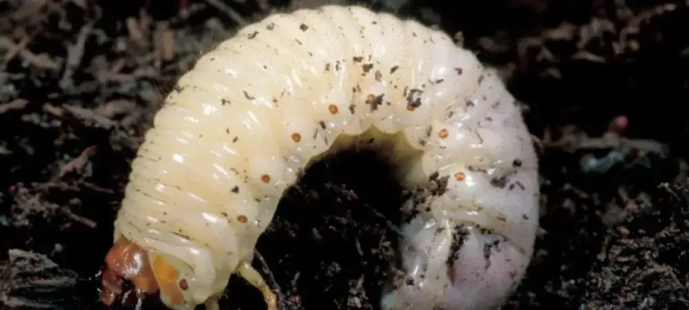 billbug grub in dirt