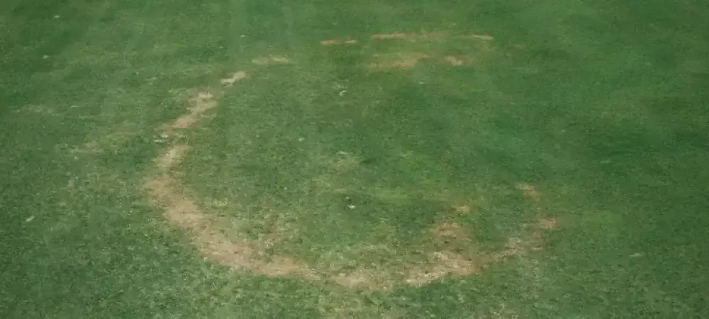 What Is Necrotic Ring Spot And How To Treat It American Turf And Tree Care