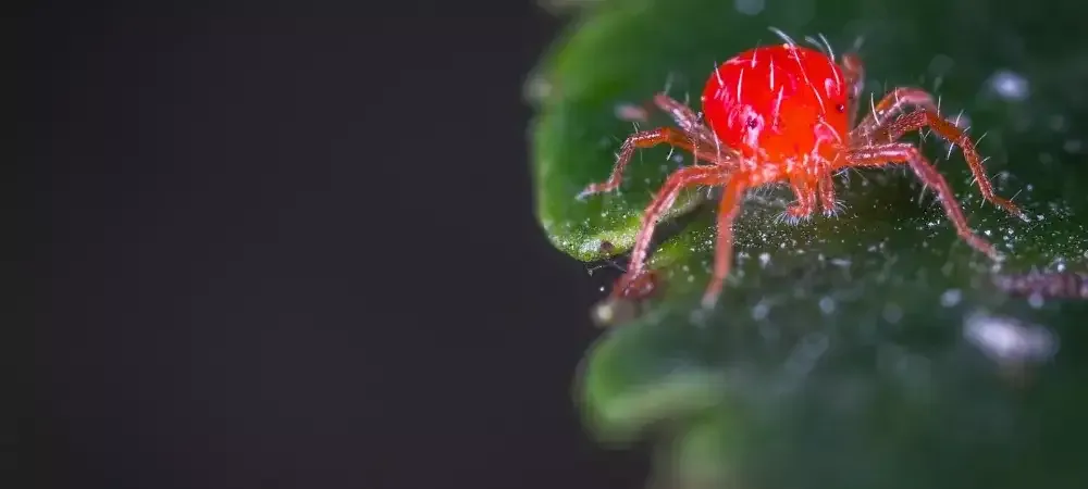 Spider mites