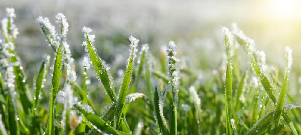 winter-lawn