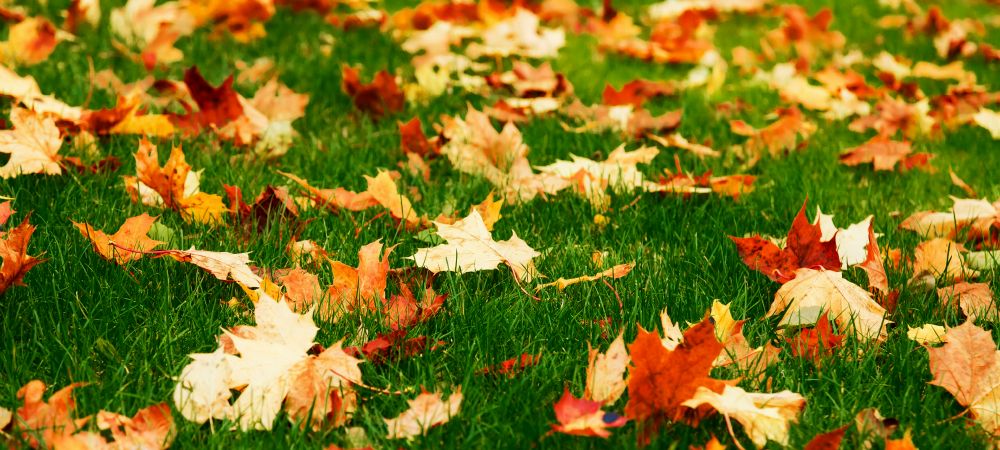 Leaves on grass in Loveland