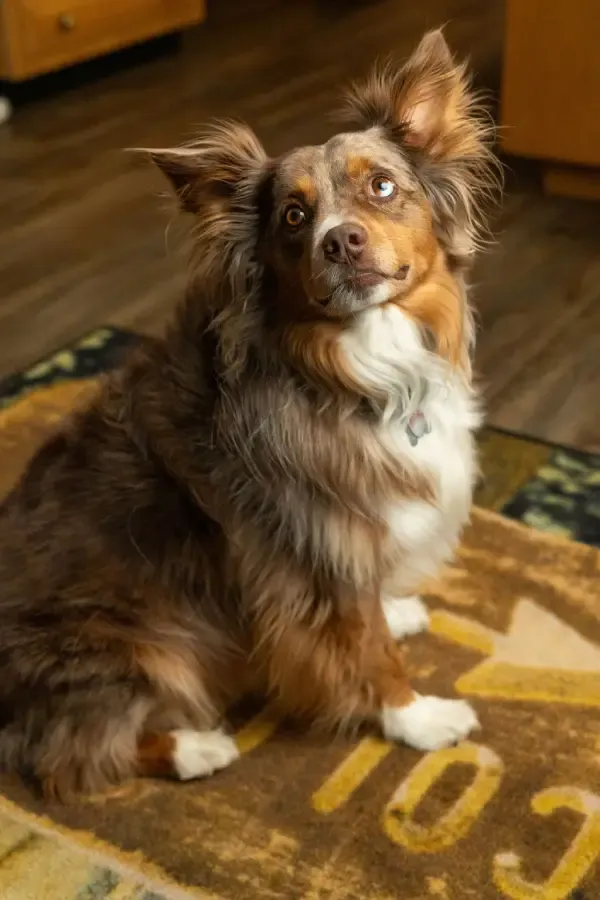 rodie-sitting-headshot