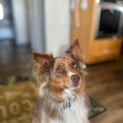 Rodie