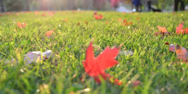 fall lawn
