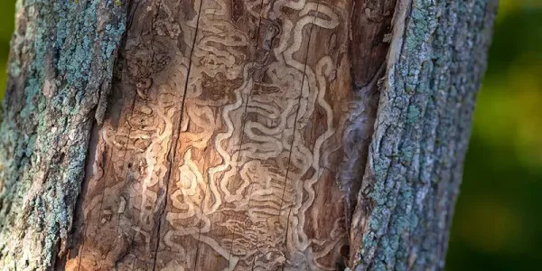 Ash Tree with Emerald Ash Borer Damage on the Bark