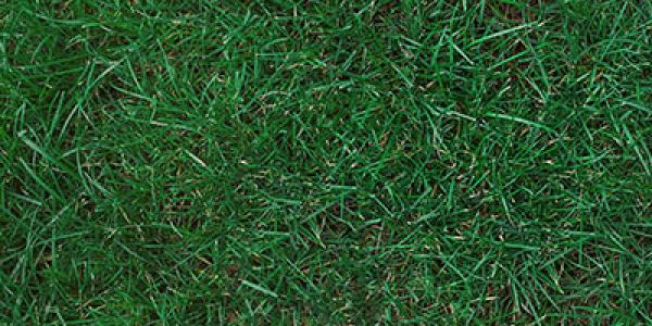 Kentucky Bluegrass