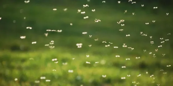 mosquito
