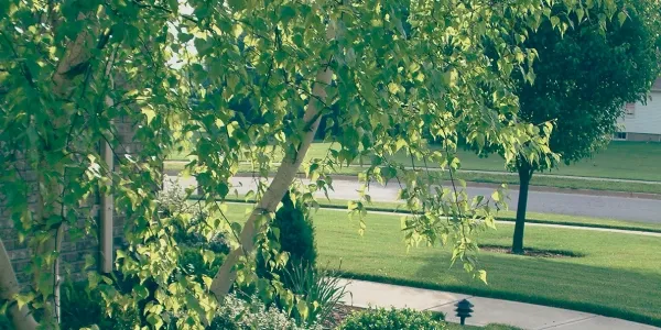 trees
