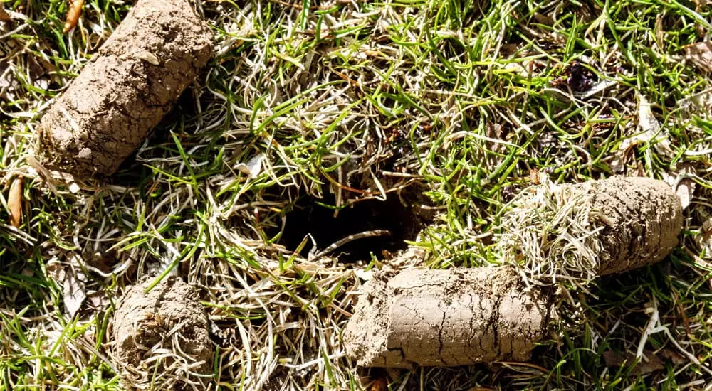 Lawn plug from lawn aeration