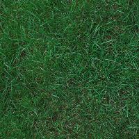 Kentucky Bluegrass