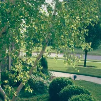 trees