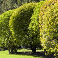 Healthy Trees
