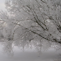 Winter Tree Care