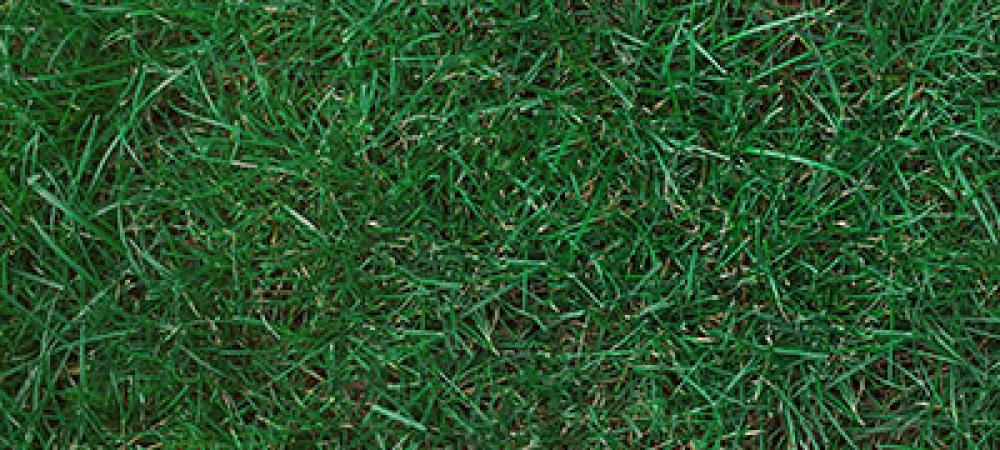 Kentucky Bluegrass