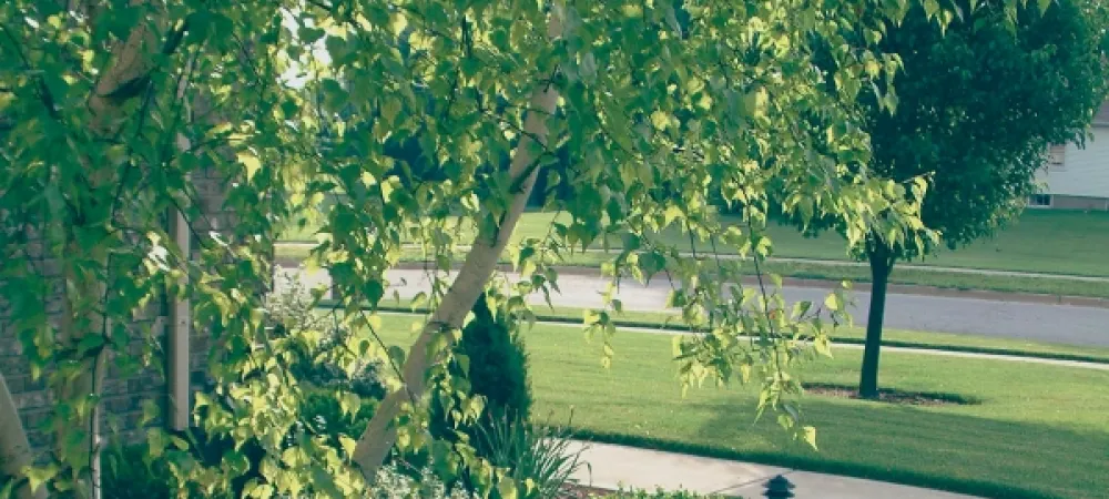 trees