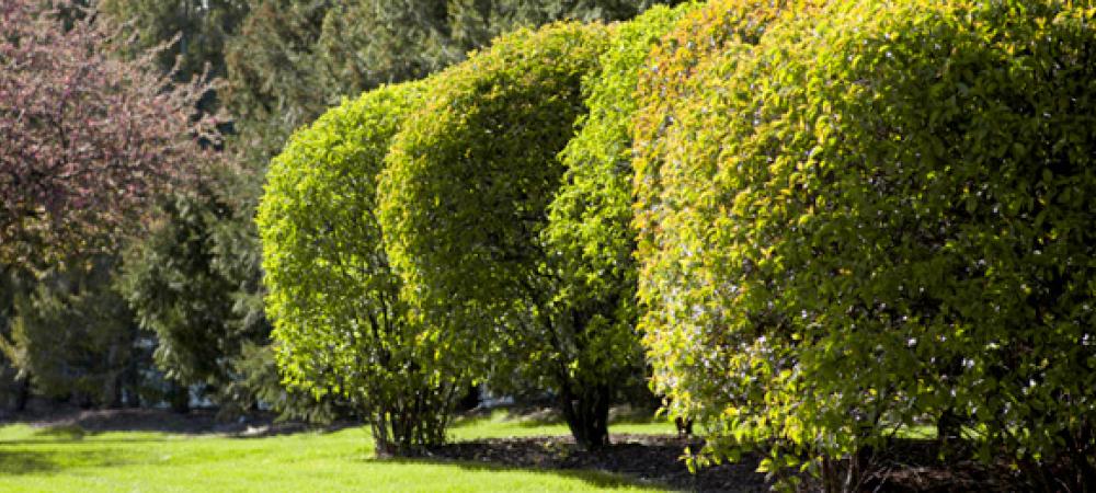 Healthy Trees