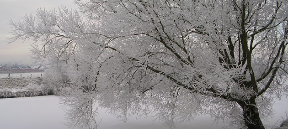 Winter Tree Care