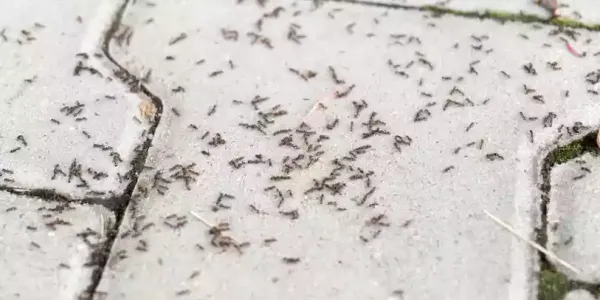 Pavement Ants