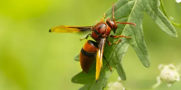 Red Wasps