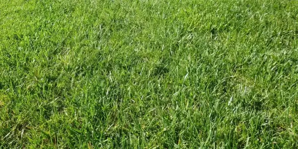 green healthy grass