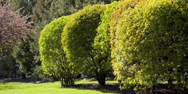 Healthy Trees