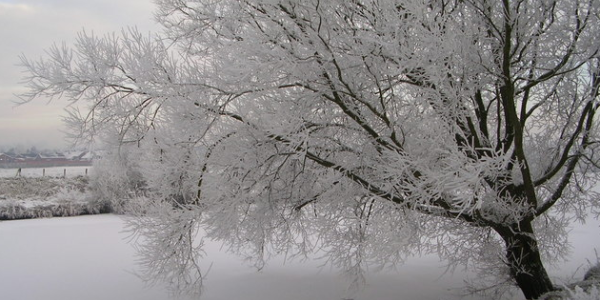 Winter Tree Care